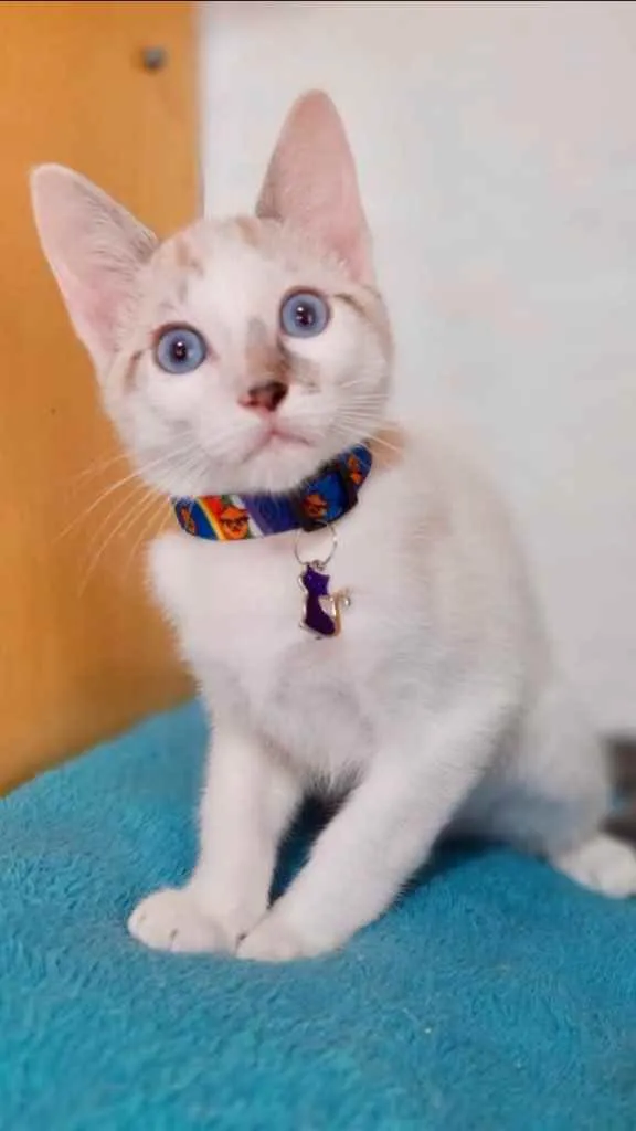 Gato raça Srd idade 2 a 6 meses nome Jack 