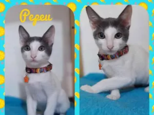Gato raça Srd  idade 2 a 6 meses nome Pepeu