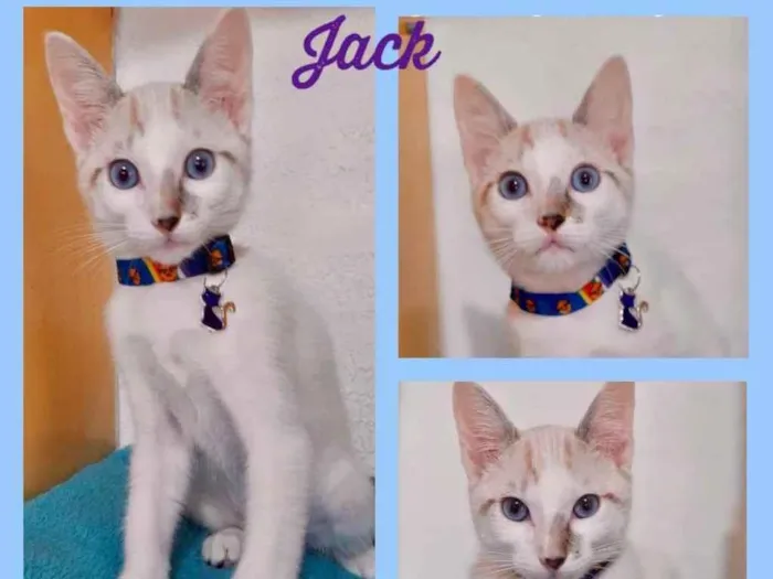 Gato raça Srd idade 2 a 6 meses nome Jack 