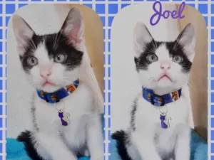 Gato raça Srd idade 2 a 6 meses nome Gatinhos filhotes 