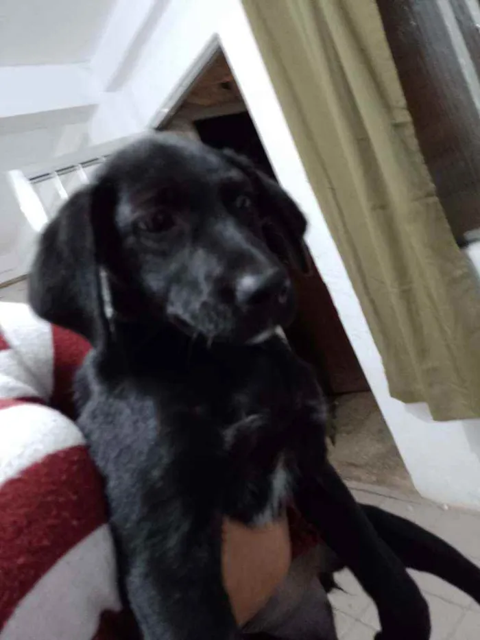 Cachorro ra a Vira lata idade 2 a 6 meses nome Dara