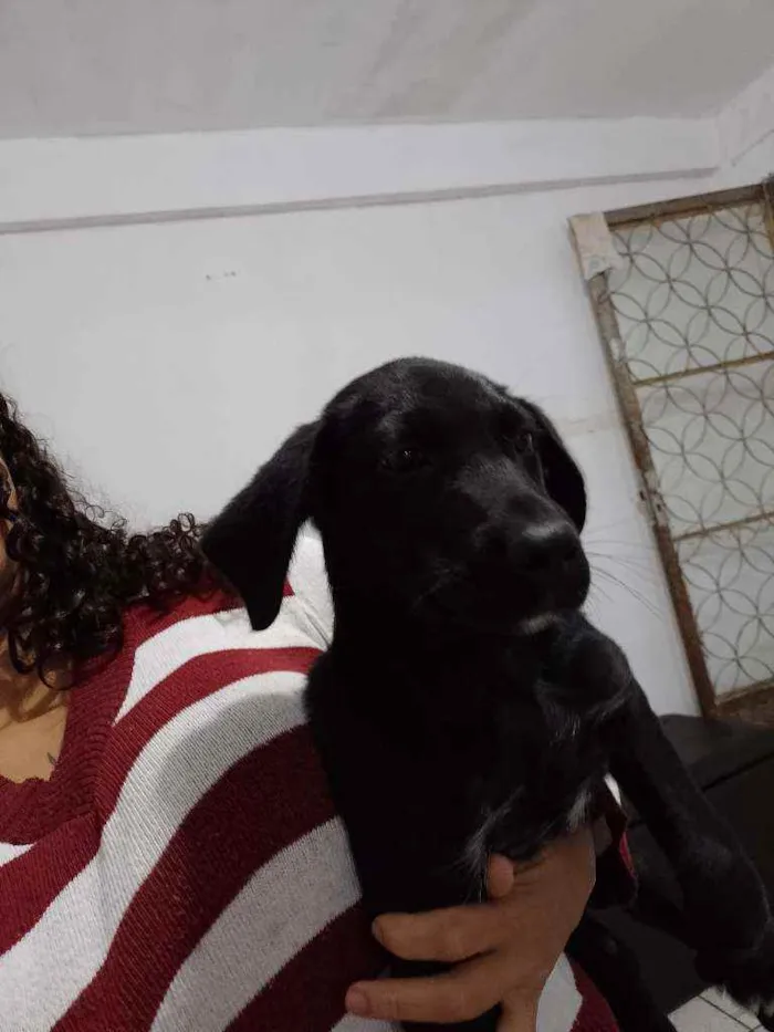 Cachorro ra a Vira lata idade 2 a 6 meses nome Dara