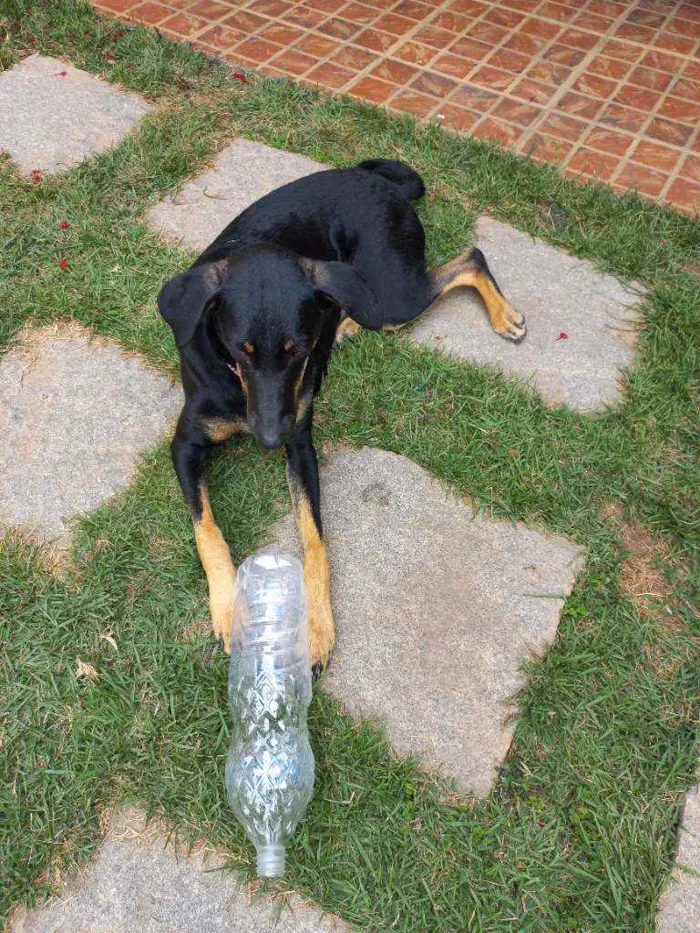 Cachorro ra a Srd idade 1 ano nome Lolinha
