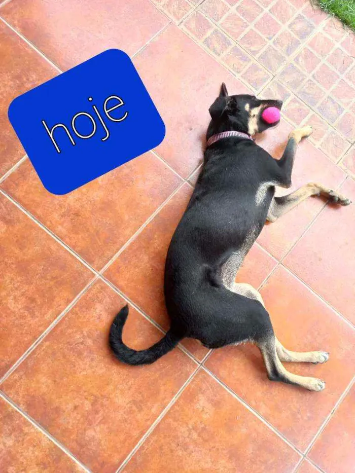 Cachorro ra a Srd idade 1 ano nome Lolinha