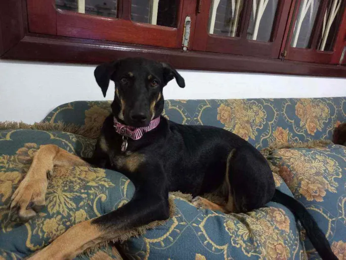 Cachorro ra a Srd idade 1 ano nome Lolinha