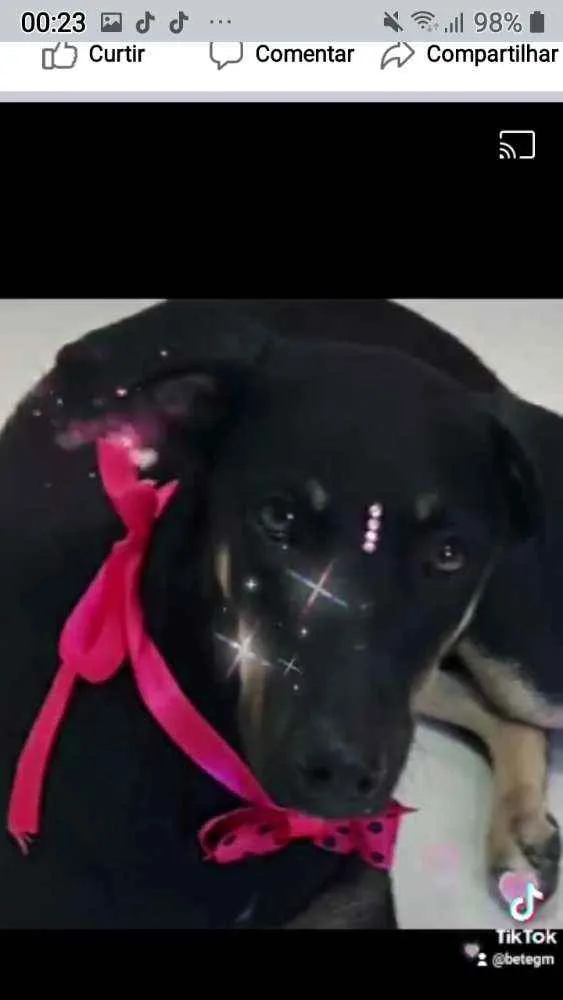 Cachorro ra a Srd idade 1 ano nome Lolinha