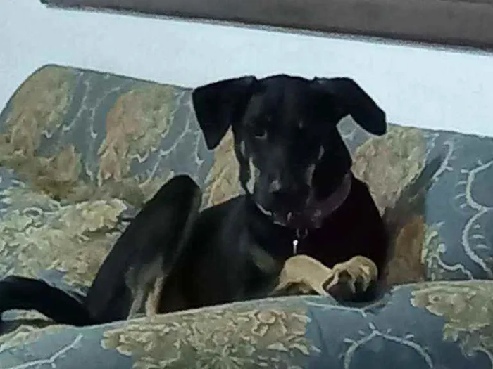 Cachorro ra a Srd idade 1 ano nome Lolinha