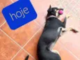 Lolinha