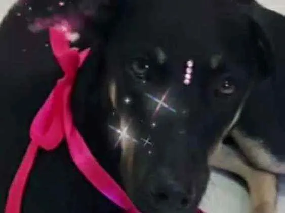 Cachorro ra a Srd idade 1 ano nome Lolinha