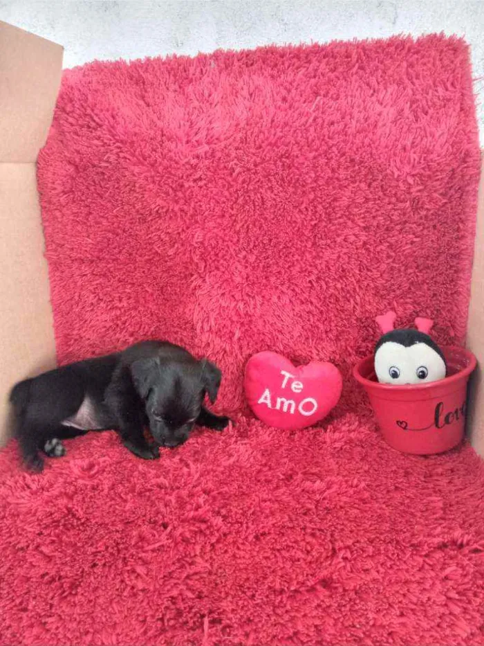 Cachorro raça SRD idade Abaixo de 2 meses nome 6 Filhotes