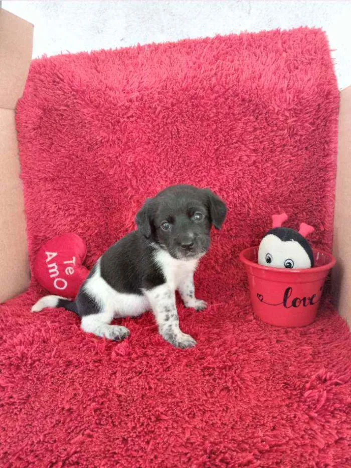 Cachorro raça SRD idade Abaixo de 2 meses nome 6 Filhotes