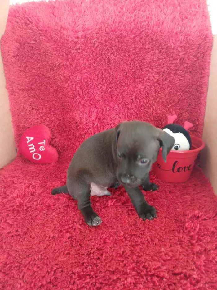 Cachorro raça SRD idade Abaixo de 2 meses nome 6 Filhotes