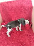 6 Filhotes