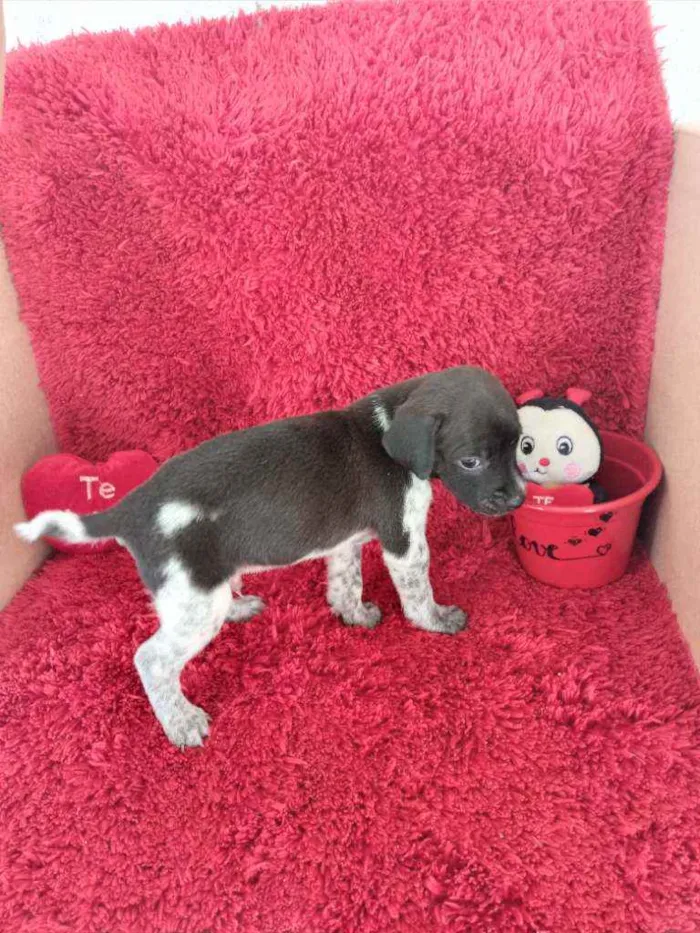 Cachorro raça SRD idade Abaixo de 2 meses nome 6 Filhotes