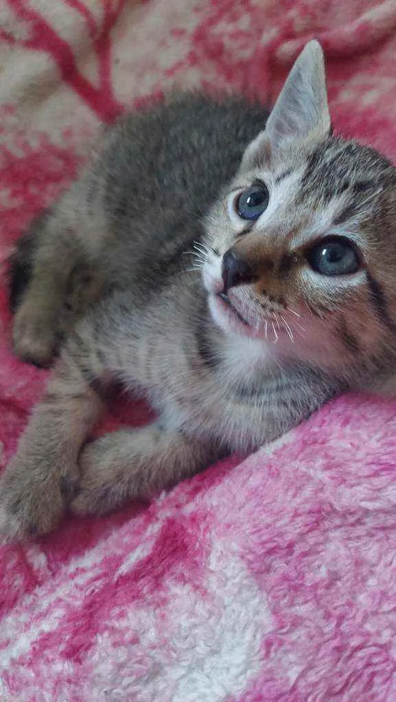 Gato ra a  idade Abaixo de 2 meses nome Tigrinho e Tigreza