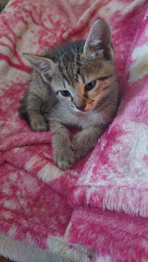 Gato ra a  idade Abaixo de 2 meses nome Tigrinho e Tigreza