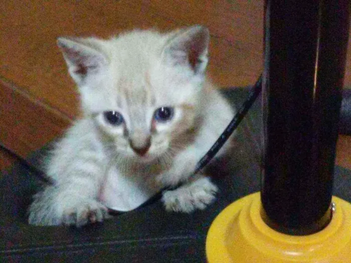 Gato ra a SRD idade Abaixo de 2 meses nome Mike