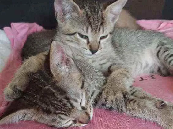 Gato ra a  idade Abaixo de 2 meses nome Tigrinho e Tigreza