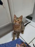 Tigrinho