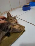 Tigrinho