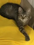 Tigrinho
