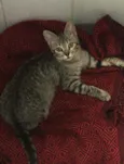 Tigrinho