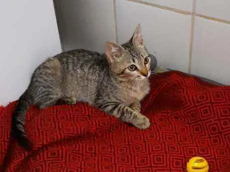 Gato ra a S.R.D. idade 2 a 6 meses nome Tigrinho