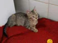 Tigrinho