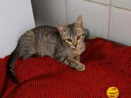 Gato ra a S.R.D. idade 2 a 6 meses nome Tigrinho