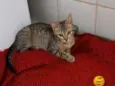 Tigrinho