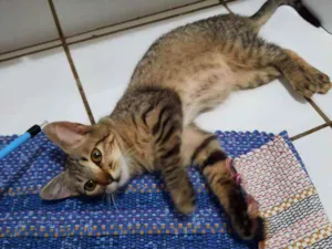 Gato raça S.R.D. idade 2 a 6 meses nome Tigrinho