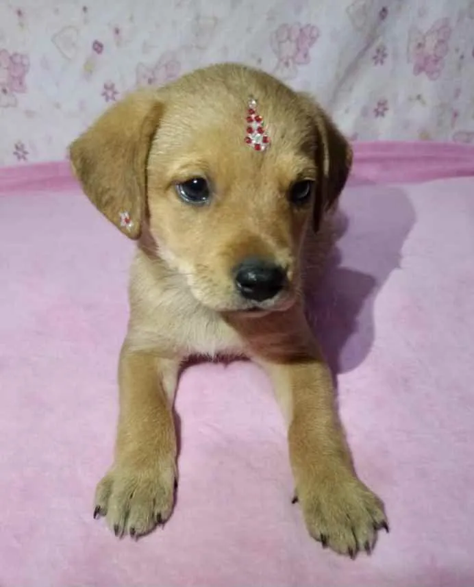 Cachorro ra a Mestiça  idade 2 a 6 meses nome Liz