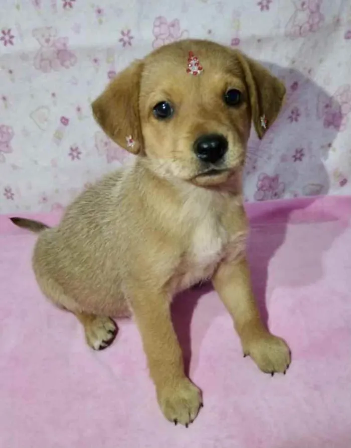 Cachorro ra a Mestiça  idade 2 a 6 meses nome Liz