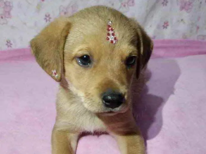 Cachorro ra a Mestiça  idade 2 a 6 meses nome Liz