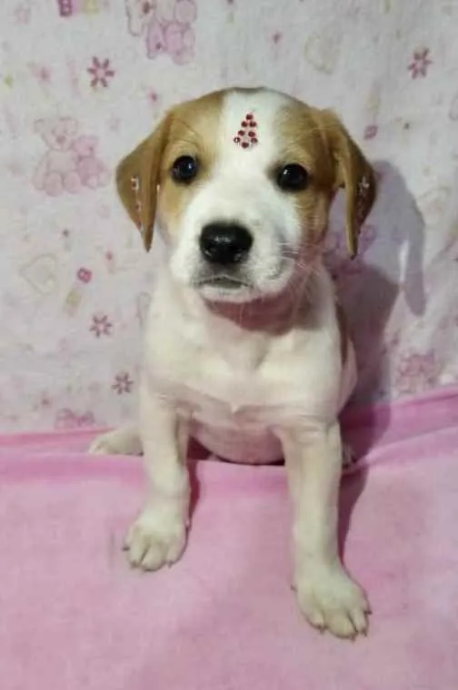 Cachorro raça Mestiça  idade 2 a 6 meses nome Nina 