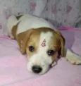 Cachorro raça Mestiça  idade 2 a 6 meses nome Nina 