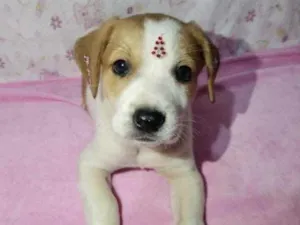 Cachorro raça Mestiça  idade 2 a 6 meses nome Nina 