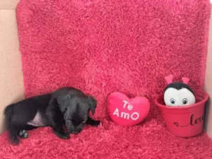 Cachorro raça SRD idade Abaixo de 2 meses nome 6 Filhotes