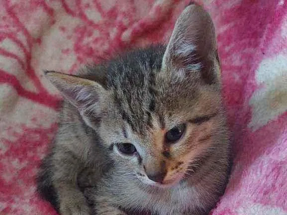 Gato ra a  idade Abaixo de 2 meses nome Tigrinho e Tigreza