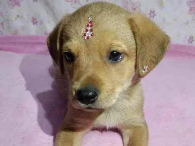 Cachorro ra a Mestiça  idade 2 a 6 meses nome Liz