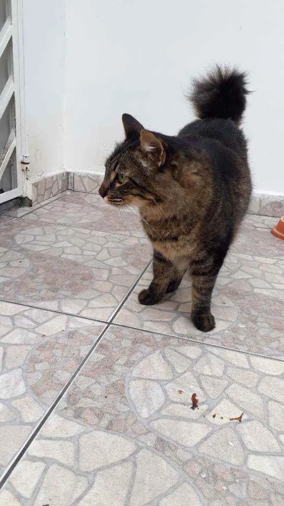 Gato ra a  idade 1 ano nome Leo e neguinho