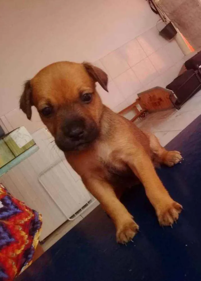 Cachorro ra a Sem raça definida idade 2 anos nome Pretinha