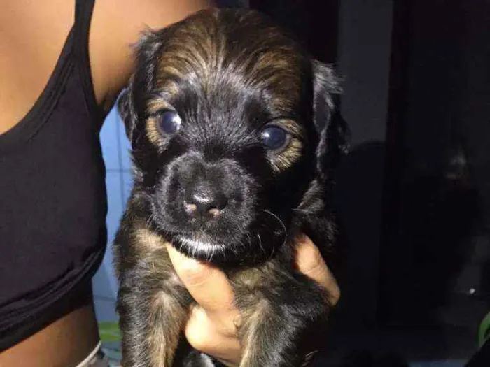 Cachorro ra a Sem raça definida idade 2 anos nome Pretinha