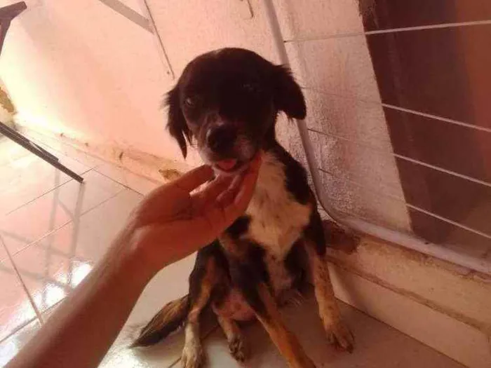 Cachorro ra a Sem raça definida idade 2 anos nome Pretinha