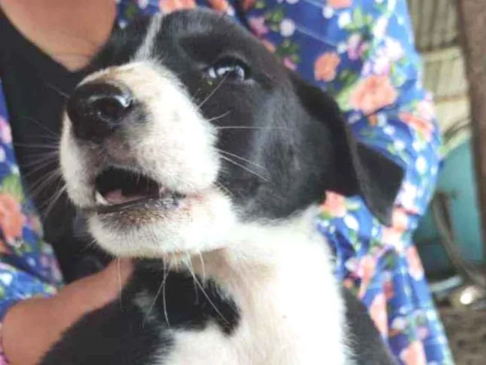 Cachorro ra a Pastor alemão- Labrador idade 2 a 6 meses nome Não possuem nome 