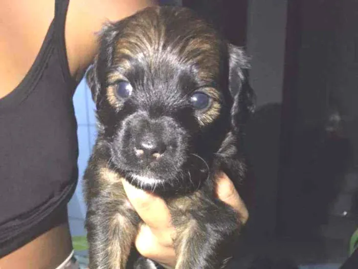 Cachorro ra a Sem raça definida idade 2 anos nome Pretinha