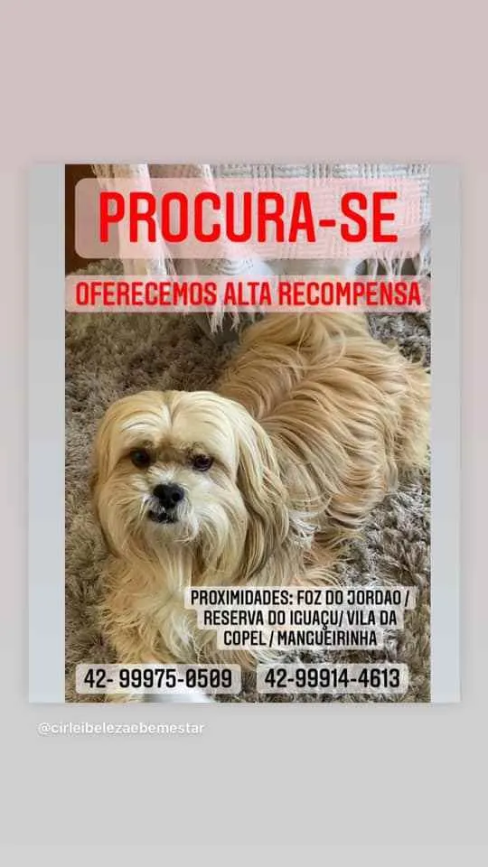 Cachorro ra a Lhasa Apso.  idade 3 anos nome Toy