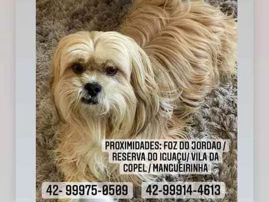 Cachorro ra a Lhasa Apso.  idade 3 anos nome Toy