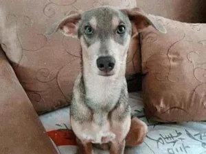 Cachorro raça Vira-lata idade 1 ano nome Jacke