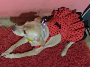 Cachorro raça Vira lata  idade 2 anos nome Xuxa